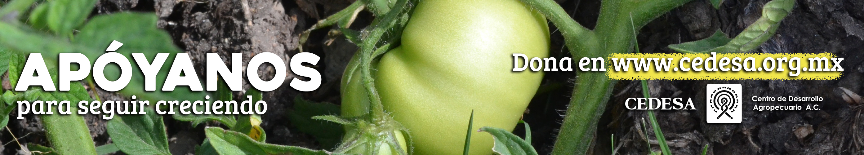 tomate web