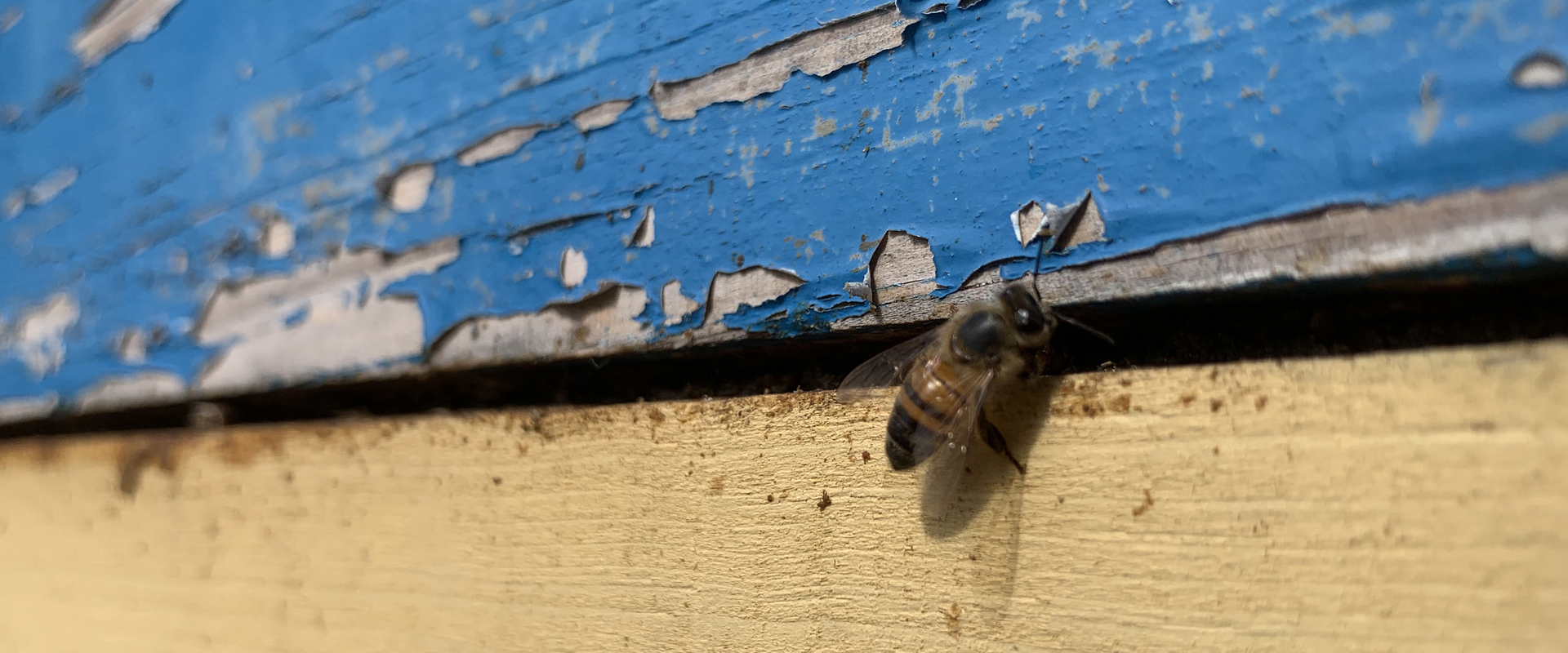 abejas_1 copia abejas_1 copia