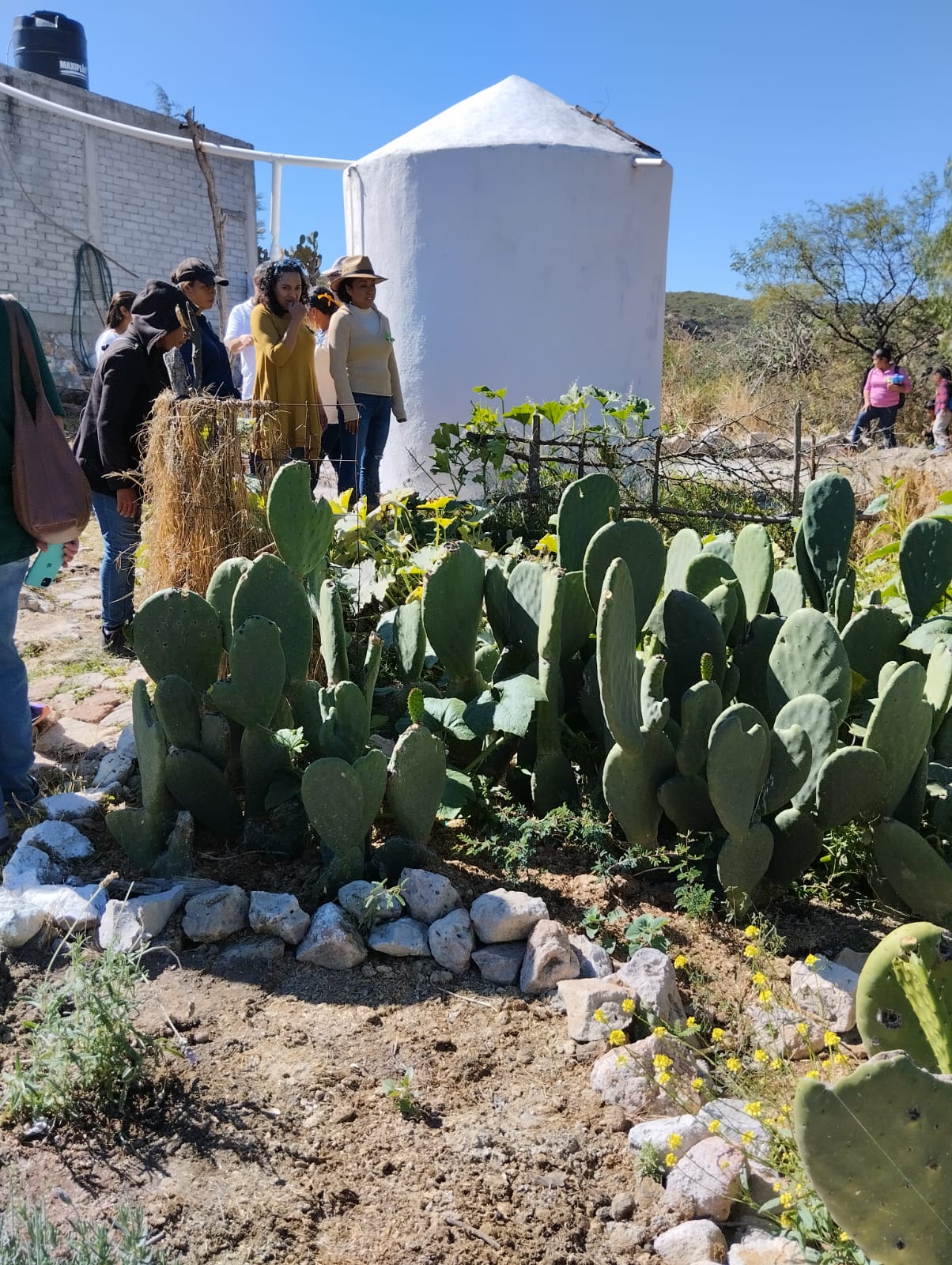 huerta de nopal boca de la cañada huerta de nopal boca de la cañada
